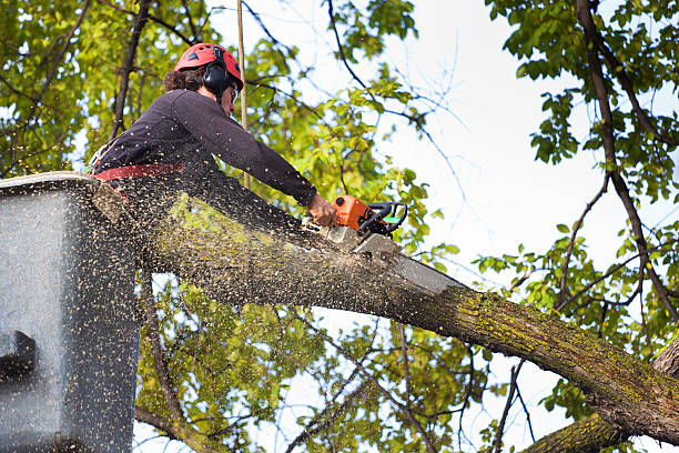 Best Tree Stump Removal  in Tickfaw, LA